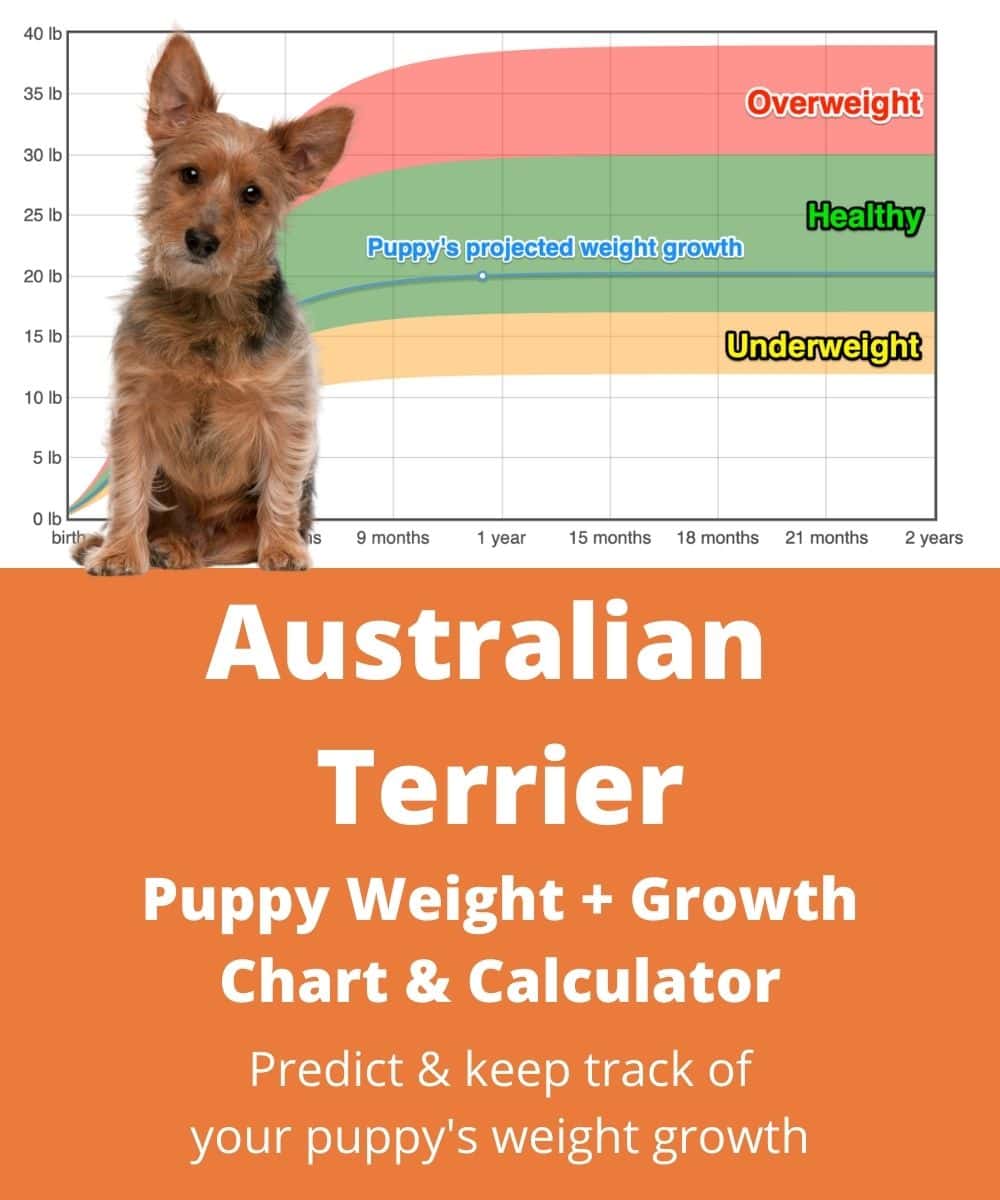 australian-terrier Puppy Weight Growth Chart